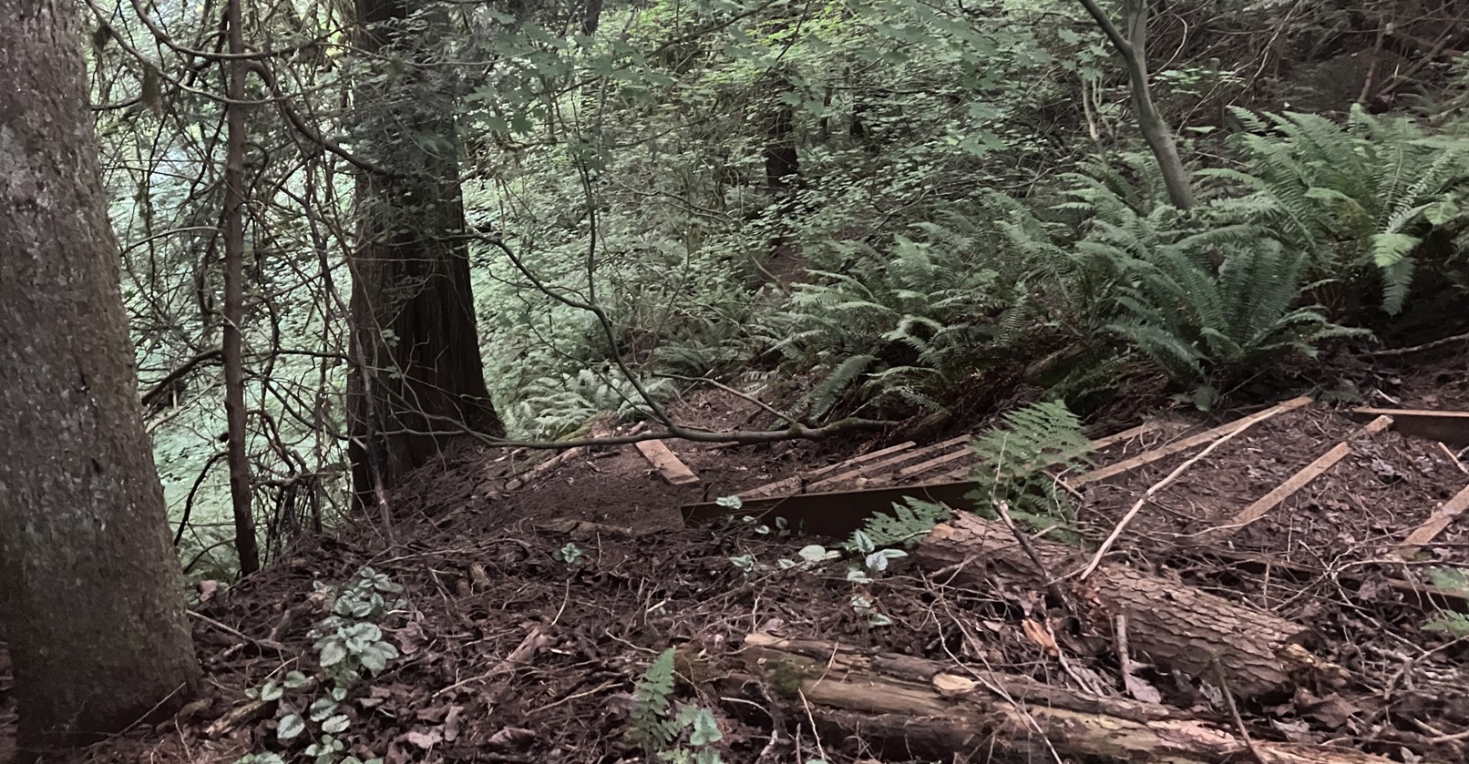 A sketchy looking path I made in my backyard